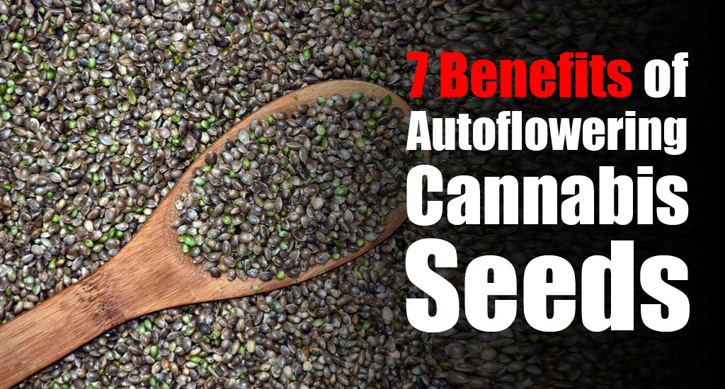 7-benefits-of-cannabis-seeds