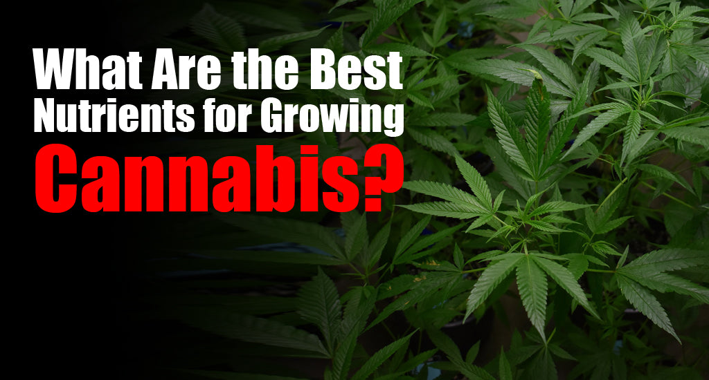 What are the Best Nutrients for Growing Cannabis