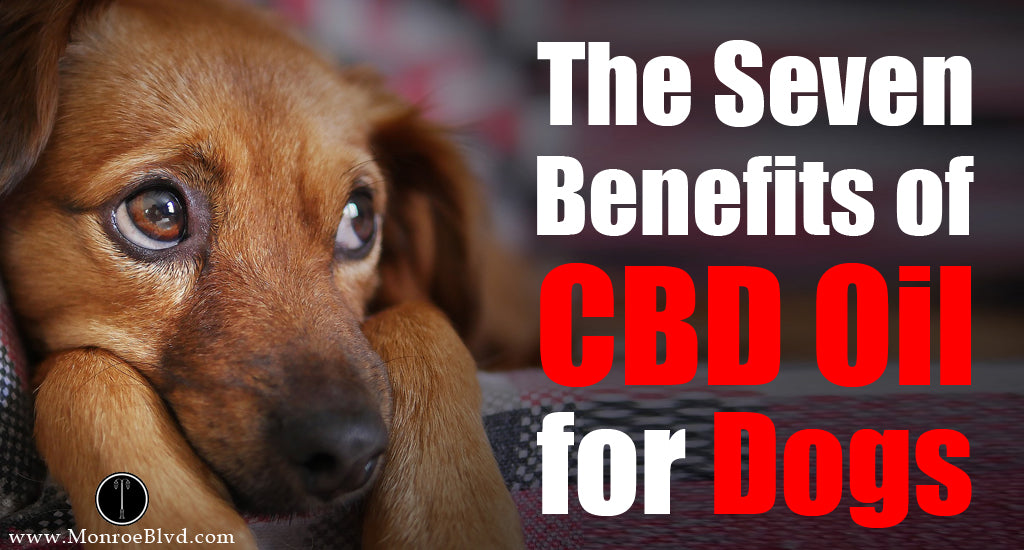 cannabis-cbd-oil-for-dogs-pets