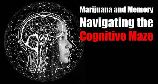 Marijuana and Memory: Navigating the Cognitive Maze
