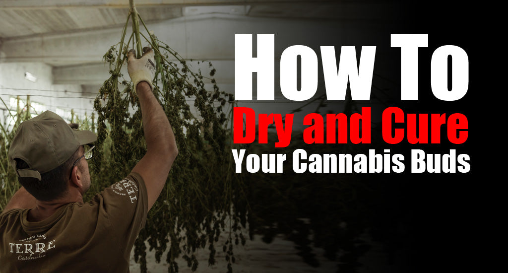 how-to-dry-and-cure-your-cannabis-buds