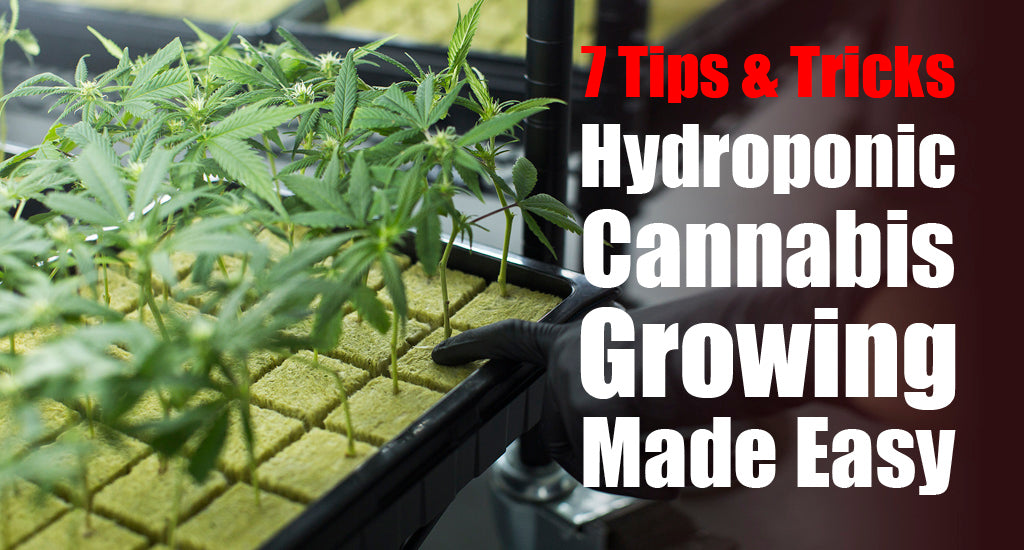 hydroponic-cannabis-growing