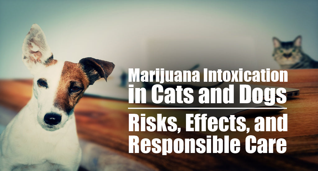is-thc-safe-for-animals