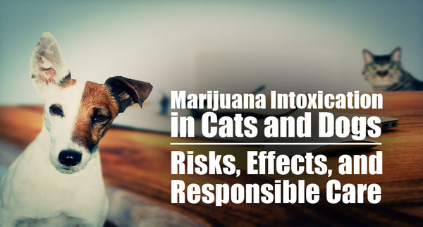 Marijuana Intoxication in Cats and Dogs: Risks, Effects, and Responsible Care