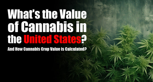 What's the Value of Cannabis in the United States? Exploring Its Impact on Agriculture and Worth Assessment